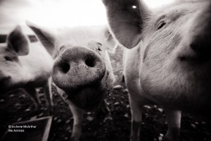 Schweine